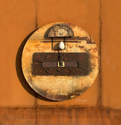 ammonite di giacomo noyÃ .jpeg